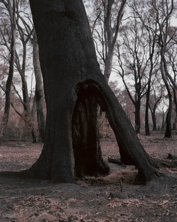Burnt tree in a forest landscape, the tree trunk hollowed out and blackened, with bare trees and fallen leaves in the background.