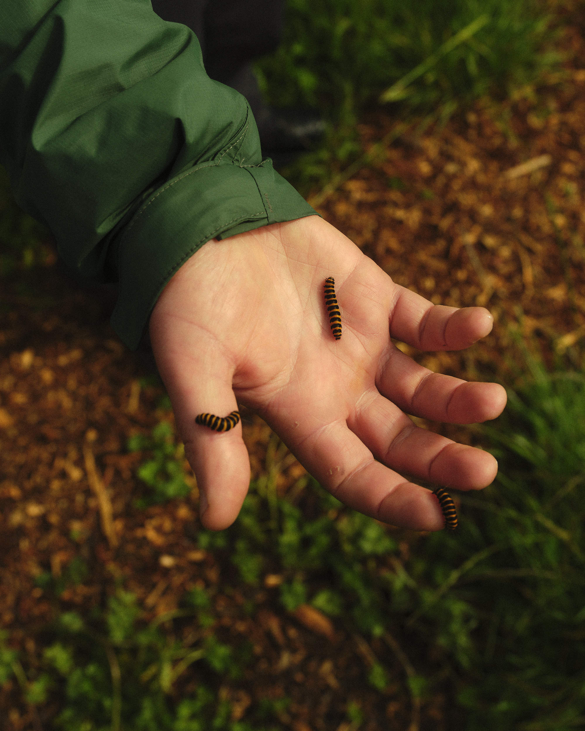Child's hand holds three millipedes outdoors in natural light, showing detail of the arthropods and a green jacket sleeve.