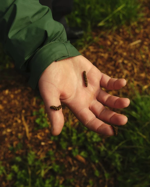 Child's hand holds three millipedes outdoors in natural light, showing detail of the arthropods and a green jacket sleeve.