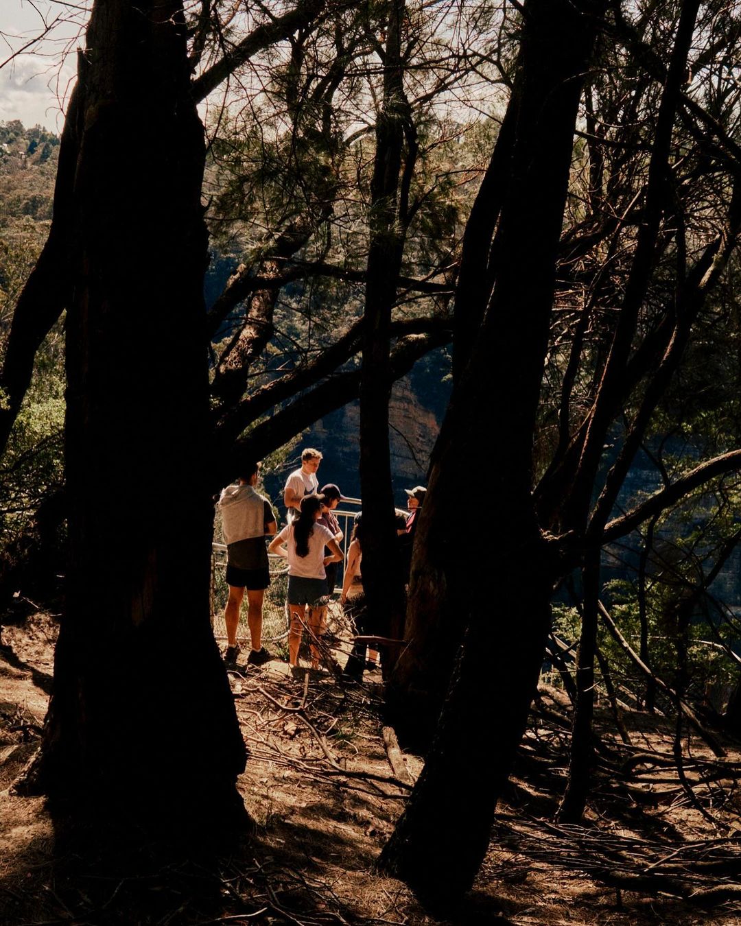 A group of people stand on a forest overlook on a sunny day, surrounded by trees and foliage.