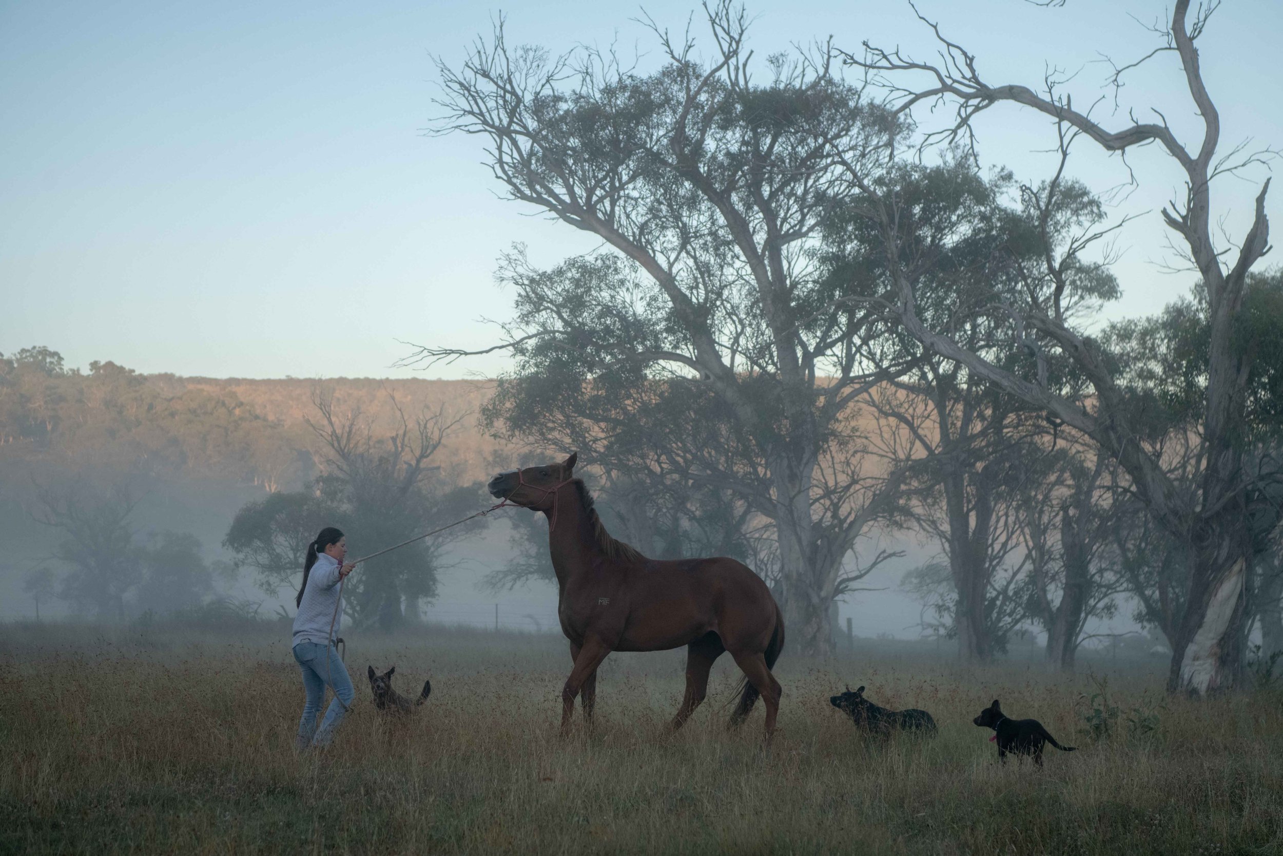 Woman leads a brown horse in a field surrounded by dogs under a hazy sky, with trees and hills in the background during daytime.