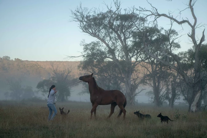 Woman leads a brown horse in a field surrounded by dogs under a hazy sky, with trees and hills in the background during daytime.
