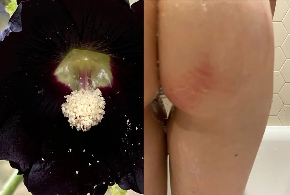 Close-up of a black flower with visible white pollen contrasted with a close view of a human buttock in the shower.