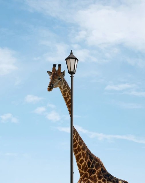Giraffe stands next to a black street lamp, with a blue sky and clouds creating the background. The giraffe is in a medium shot.