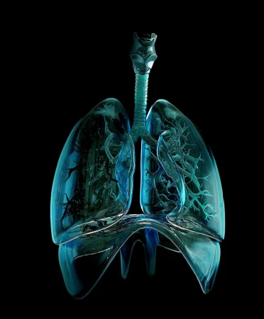 Medical illustration of translucent blue-green human lungs, trachea, and bronchi on a black background, with intricate anatomical details.