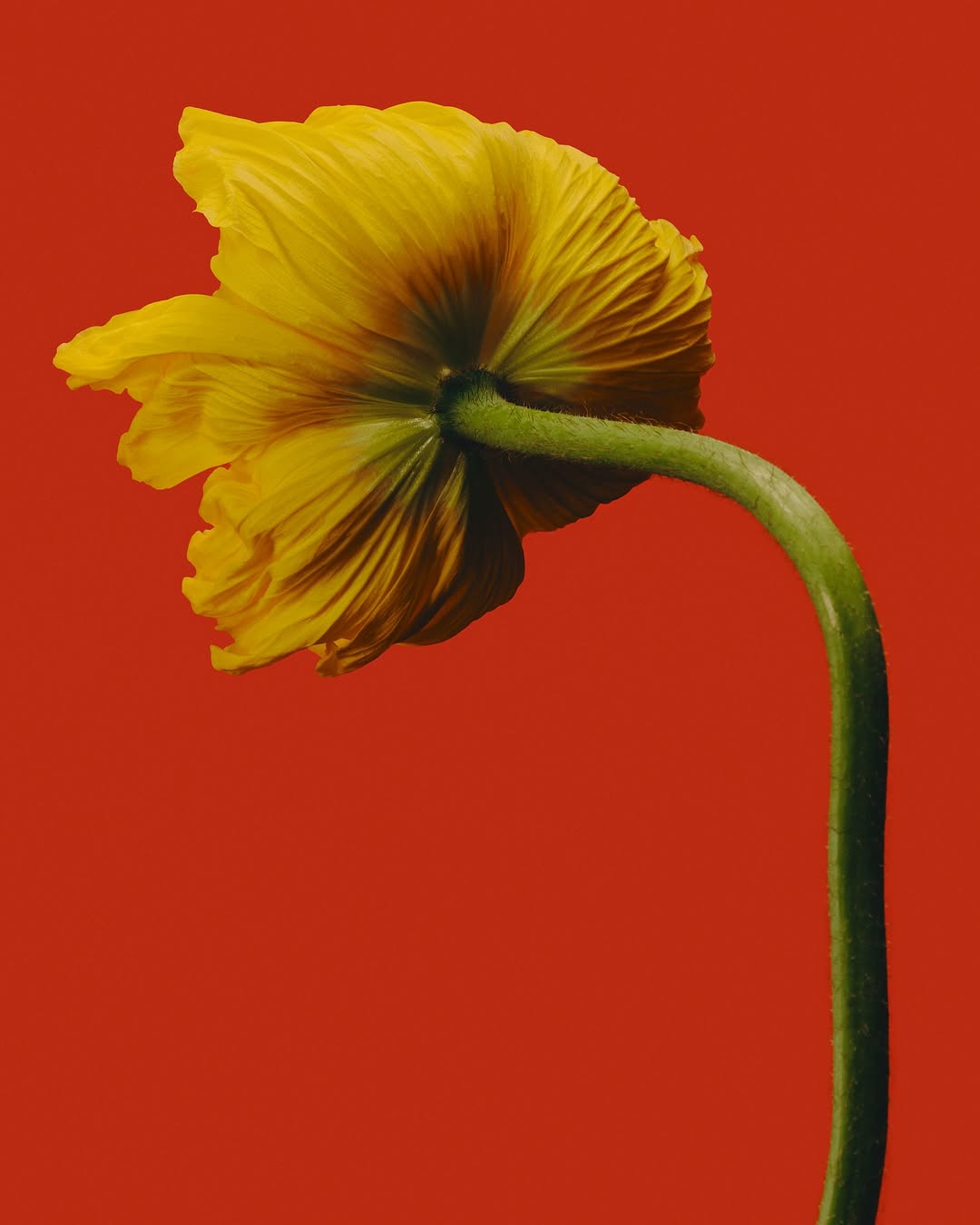 Close-up studio shot of a solitary yellow poppy flower with a slender green stem against a vibrant red background, emphasizing texture.