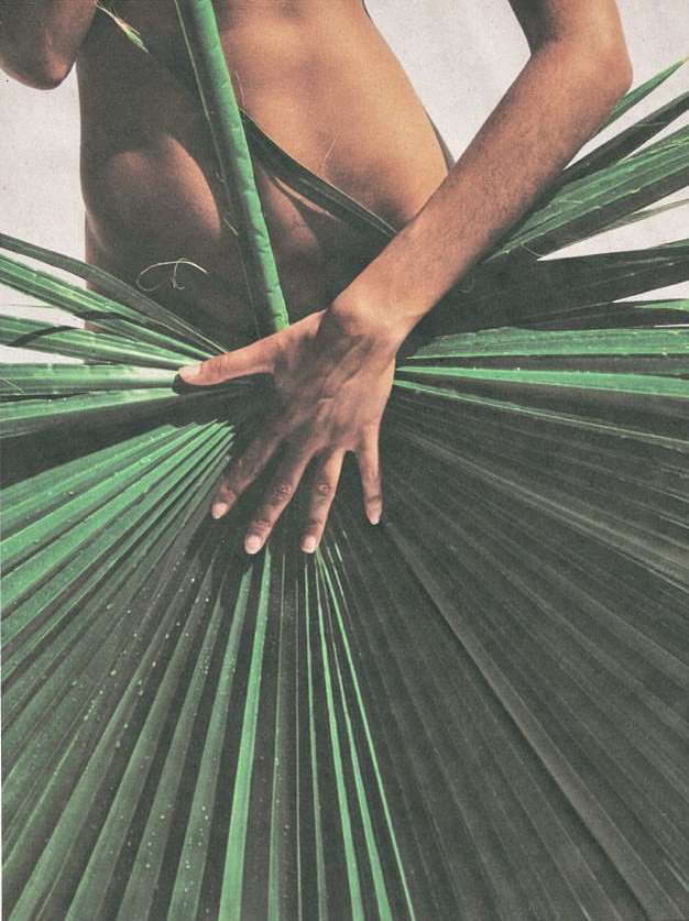 Topless adult with arm raised, partially obscured by a large, green palm frond. The person's hand rests on the frond.