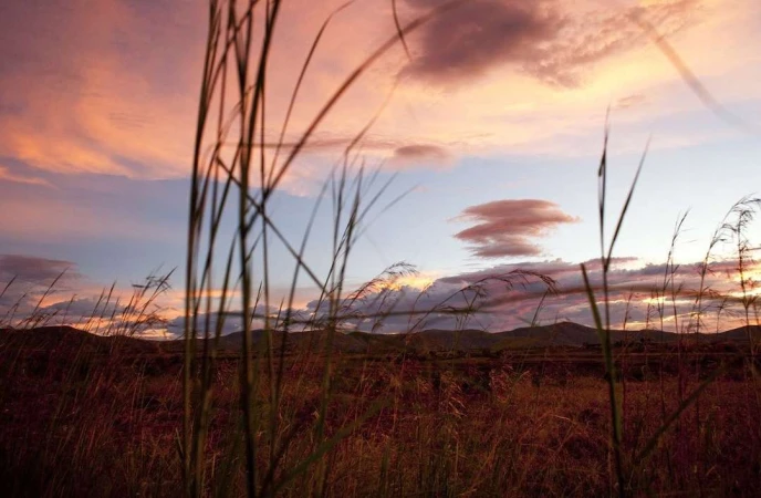 Tall blades of grass silhouetted in the foreground against a rolling meadow and a colorful sunset sky in London