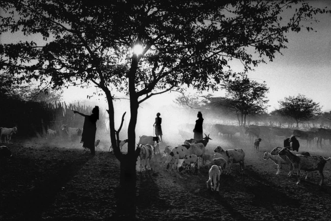 Monochrome rural scene featuring three adult humans tending a herd of goats in a dusty field with trees and sunlight breaking through.