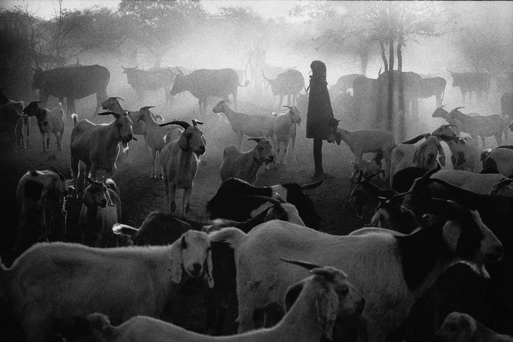 Monochrome photograph captures a young person standing among a herd of goats and cattle under a hazy sky, rural scene.
