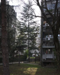 View between concrete brutalist apartment buildings framing tall pine trees and a grassy courtyard in London