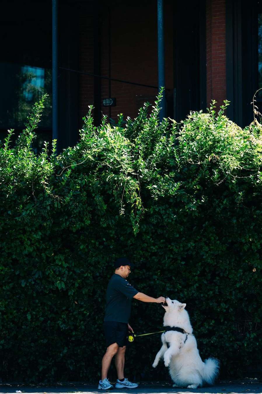 A man in athletic wear stands on a sidewalk feeding a treat to a large white dog that is standing on its hind legs, with a leafy green bush behind.