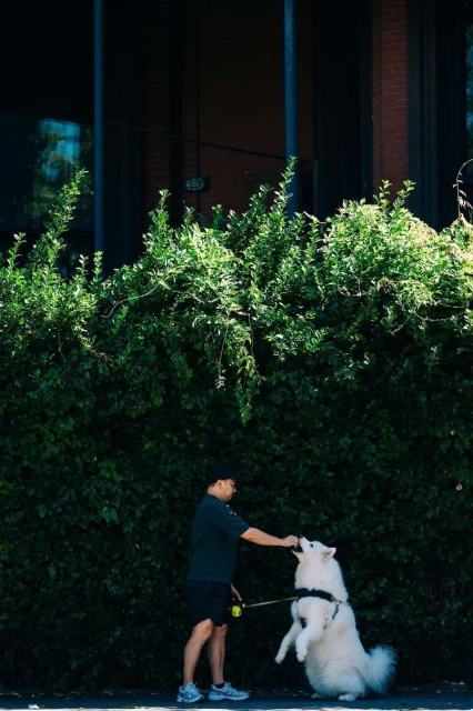 A man in athletic wear stands on a sidewalk feeding a treat to a large white dog that is standing on its hind legs, with a leafy green bush behind.