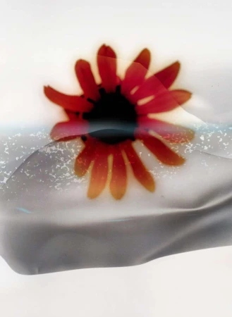 Close-up abstract photograph of a red daisy flower against a soft white and grey textured background by Adam Kremer
