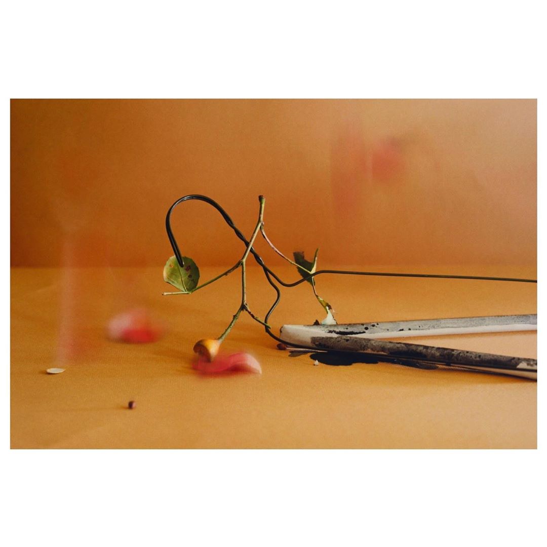 Still life photography by Adam Kremer featuring delicate plant stems and white ceramic objects on a warm ochre surface.