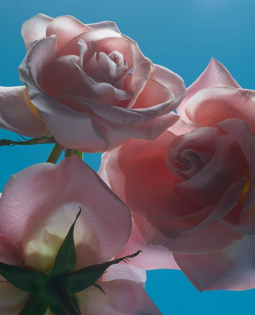 Close-up of three pink roses against a bright blue sky background by photographer Adam Savitch in Paris.