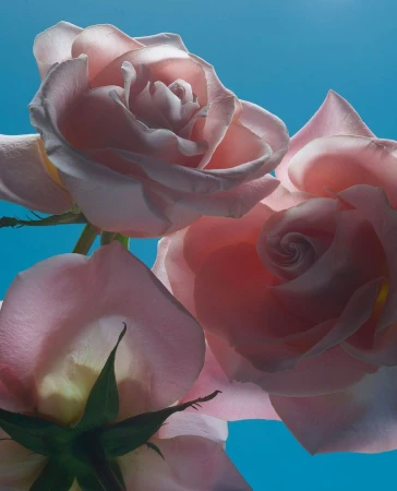 Close-up of three pink roses against a bright blue sky background by photographer Adam Savitch in Paris.