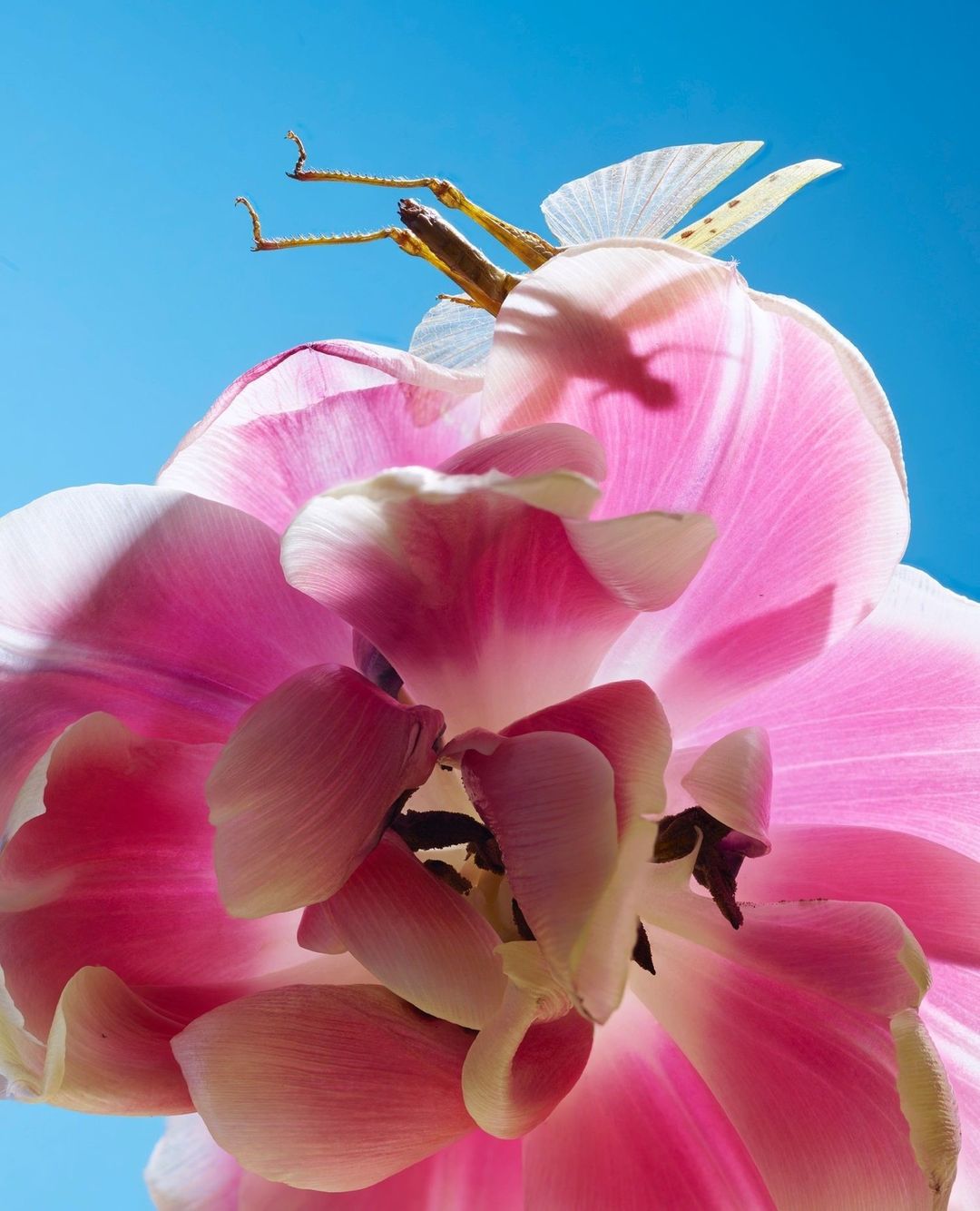 Close-up photo of a stick insect perched on a vibrant pink and white tulip against a bright blue sky, creating a striking contrast.