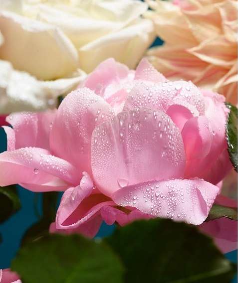 Close-up of a pink rose with water droplets on its petals, accompanied by white and peach flowers and green leaves against a blue backdrop.