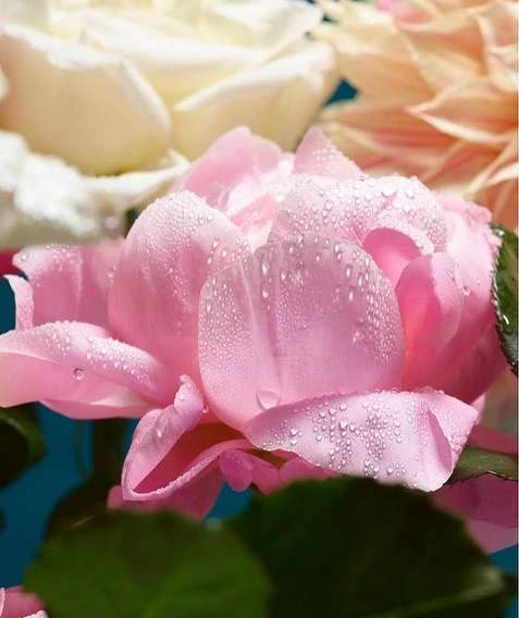 Close-up of a pink rose with water droplets on its petals, accompanied by white and peach flowers and green leaves against a blue backdrop.