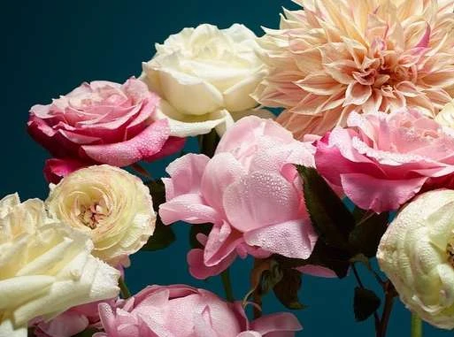 Floral still life featuring a variety of light pink, white, and peach colored roses and dahlia flowers arranged against a dark teal background.