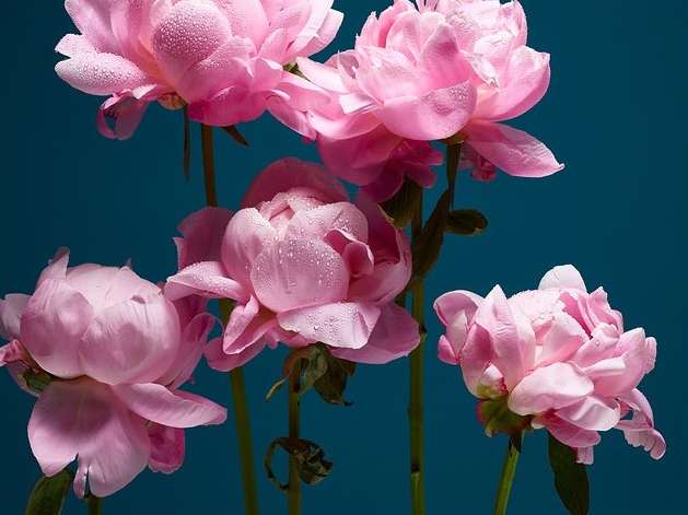 Close-up photo of pink peonies with water droplets on petals against teal background. Flower photography for floral design inspiration.
