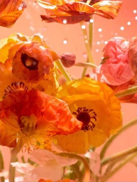 Vibrant floral arrangement featuring ranunculus flowers in shades of orange, yellow, and pink with a blurred coral background and bokeh lights.
