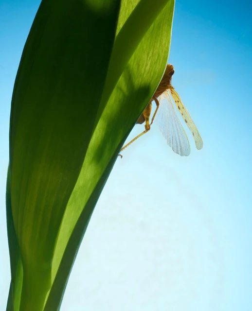 Close-up of a brown grasshopper perched on a vibrant green leaf against a clear blue sky, showcasing nature's details.