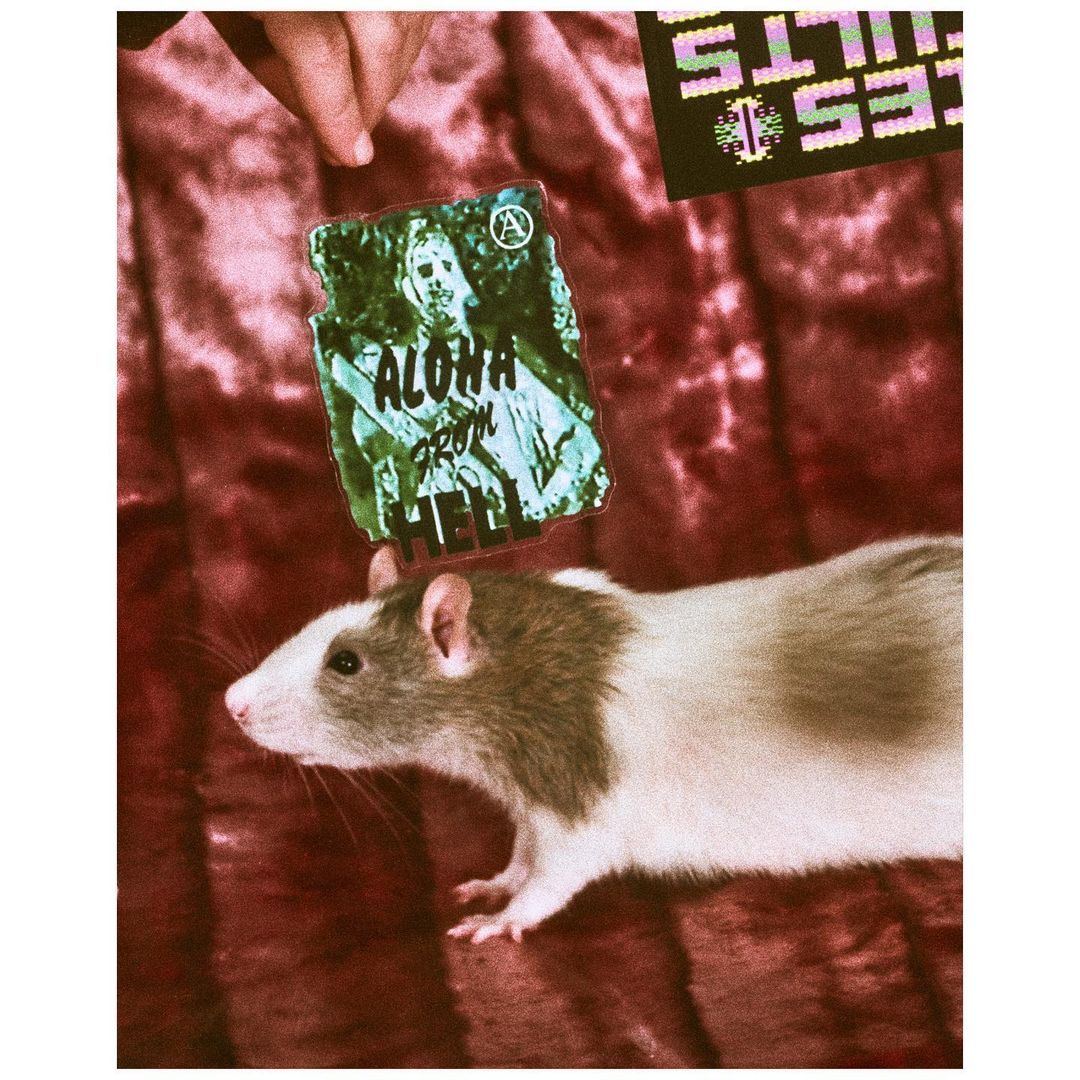 A brown and white fancy rat poses with a green sticker featuring a zombie-like figure and the text 'Aloha From Hell' on a red velvet surface.