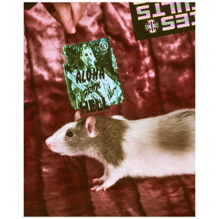 A brown and white fancy rat poses with a green sticker featuring a zombie-like figure and the text 'Aloha From Hell' on a red velvet surface.