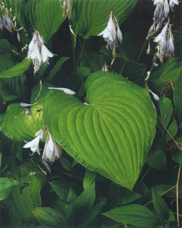 Close-up botanical photograph of large green hosta leaves with drooping white and pale purple bell-shaped flowers by Adrien Sgandurra.
