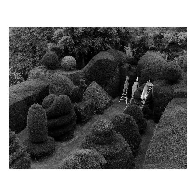 Black and white landscape shot features three adults trimming hedges in a formal garden, using ladders to reach the topiary.