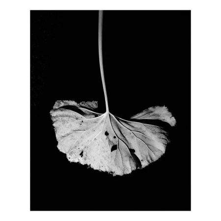 Monochrome macro photograph of a damaged single leaf hanging upside down against a solid black background.