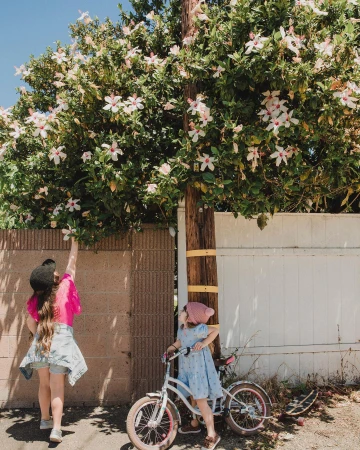 Two young girls near a flowering tree by a wooden fence, one reaching up for blossoms and the other standing beside a bicycle.
