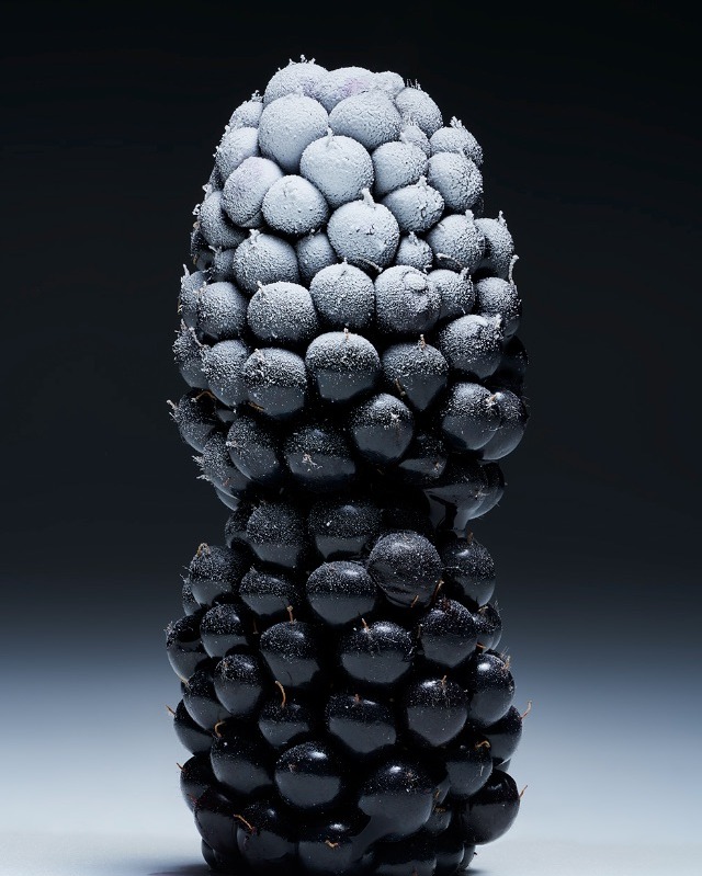 Close-up studio shot of a single blackberry. The top half of the berry is frosty white, contrasting with the dark black bottom half.