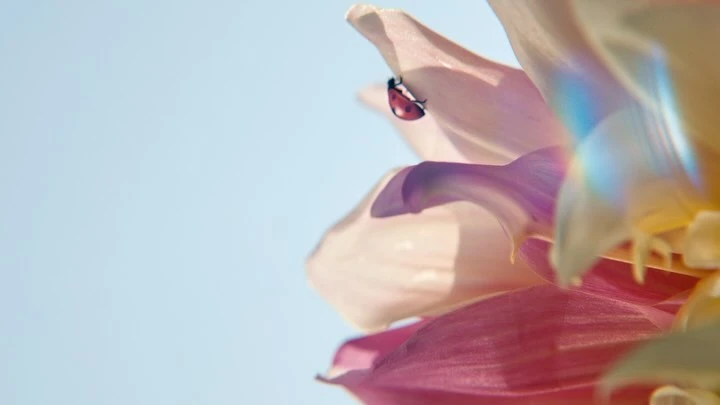 Macro photograph of a red ladybug perched on delicate, layered pink and white flower petals against a soft, light blue background.