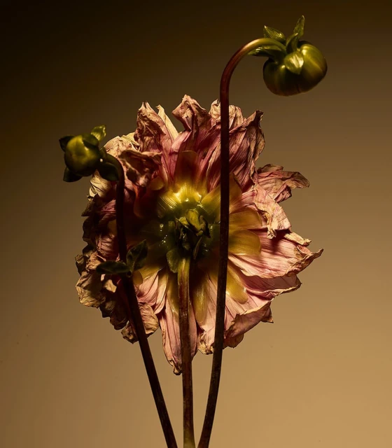 Close-up studio shot of a withering pink dahlia flower in front of an olive-brown gradient background with natural lighting.