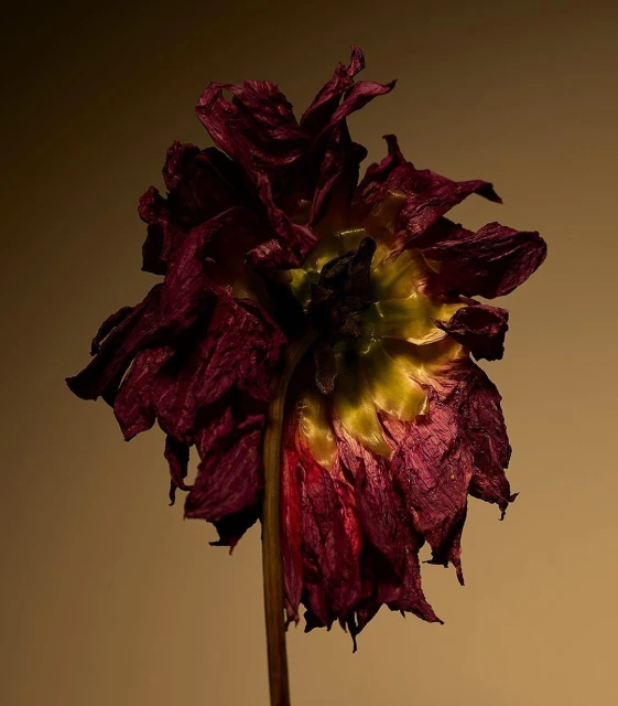 Close-up of a wilted red dahlia flower with a yellow center, showcasing its delicate, dried petals against a blurred background.