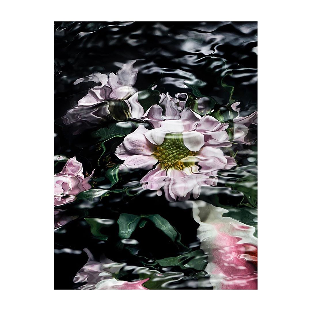 Pink and white flowers float on rippled water creating a floral water garden in dark lighting, enhanced by their reflections.