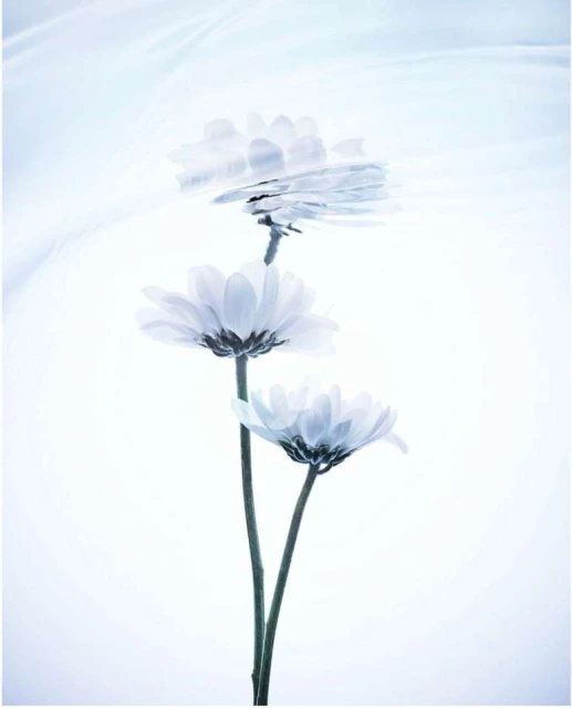 Close-up studio shot of three white daisy flowers with green stems against a bright white, slightly blurred background, and diffused light.