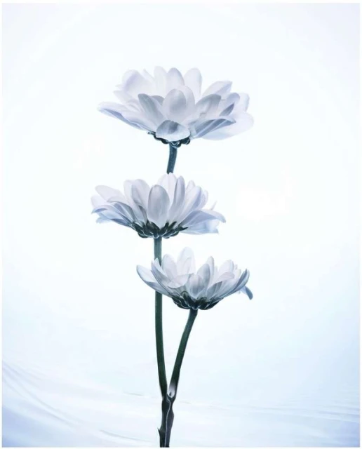 Three white daisy flowers with long green stems are vertically stacked against a bright, airy, slightly textured white background.