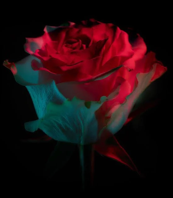 Close-up studio shot of a red rose with green-blue accents against a black background, illuminated by dramatic, vivid lighting.
