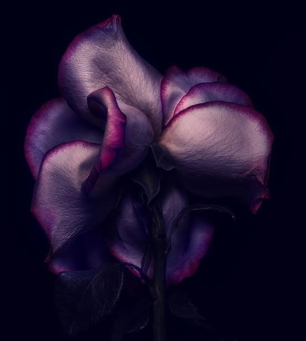 Close-up of a purple and white rose with dark edges against a black background, photographed by Alain Costa.