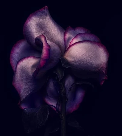 Close-up of a purple and white rose with dark edges against a black background, photographed by Alain Costa.