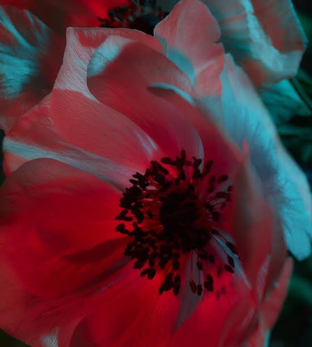 Macro photograph of a vibrant flower with a dark center and petals with a red and teal color cast in a black background.