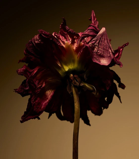 Close-up studio shot of a wilting dahlia flower with dark burgundy petals and yellow stamen against a gradient brown background.
