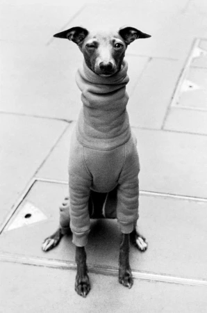 An Italian greyhound wearing a fitted turtleneck sweater sitting on a stone pavement by Alan Schaller