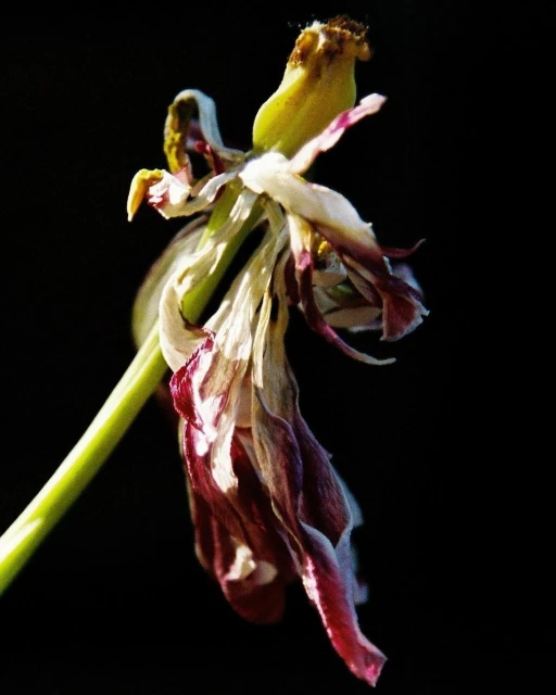Wilted tulip flower with drooping petals and a green stem is displayed against a stark black background in a high-contrast image.