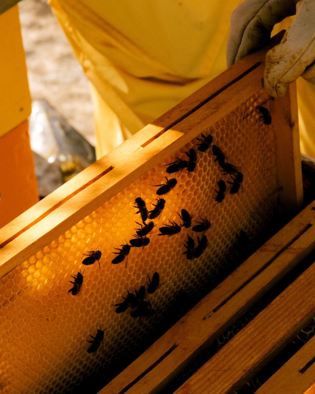Beekeeper in protective suit examines a honeycomb frame covered in bees, showcasing the apiculture process in warm lighting.