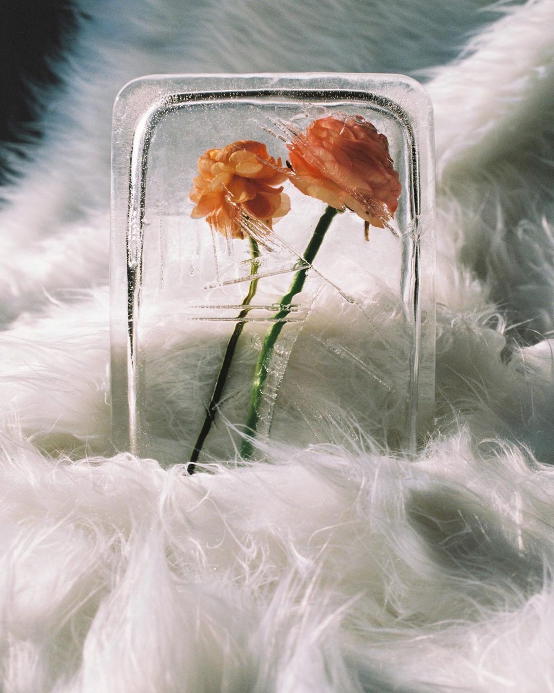 Two orange ranunculus flowers are frozen in a block of ice, which sits on a white furry material, capturing a blend of nature and stillness.